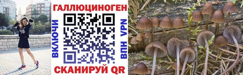 Псилоцибиновые грибы Cubensis  Шлиссельбург 